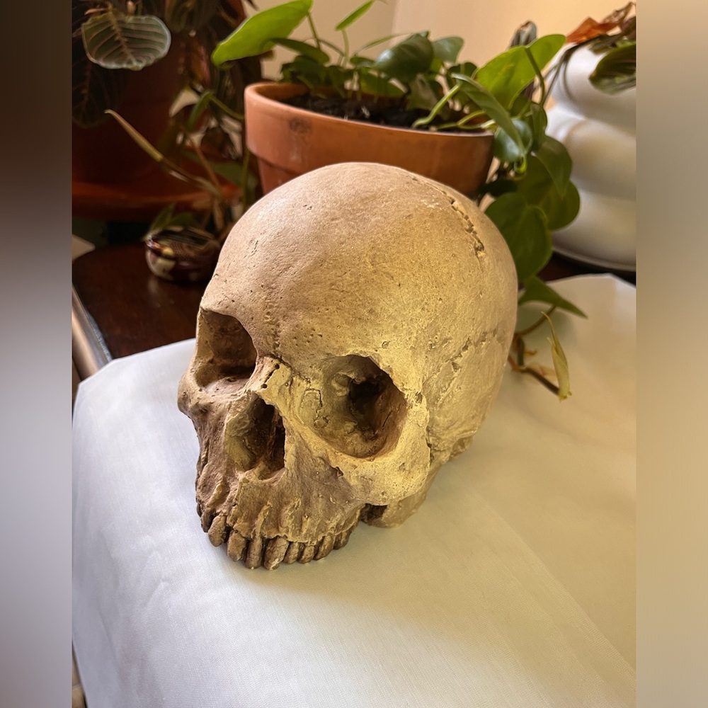 Halloween Skull Decoration Decor Macabre Gothic Curio Oddity